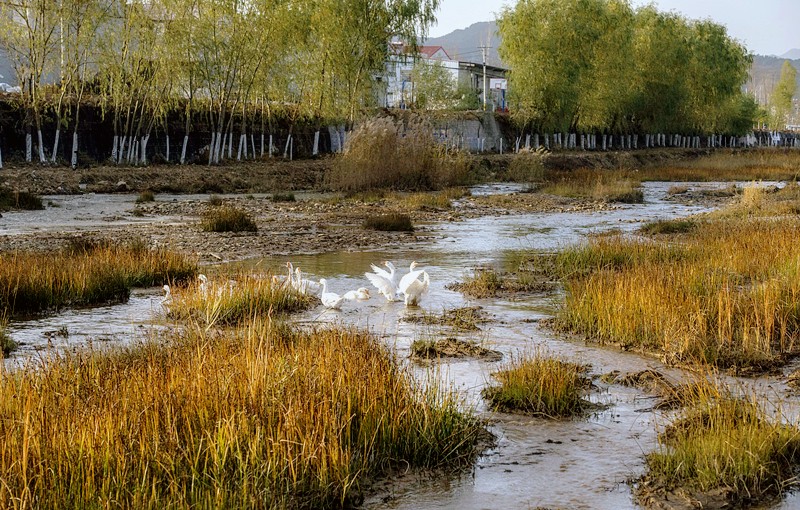 黄龙河治理后.jpg